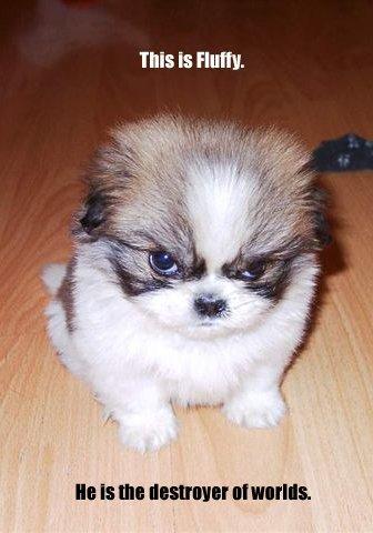 Fluffy Fluffy